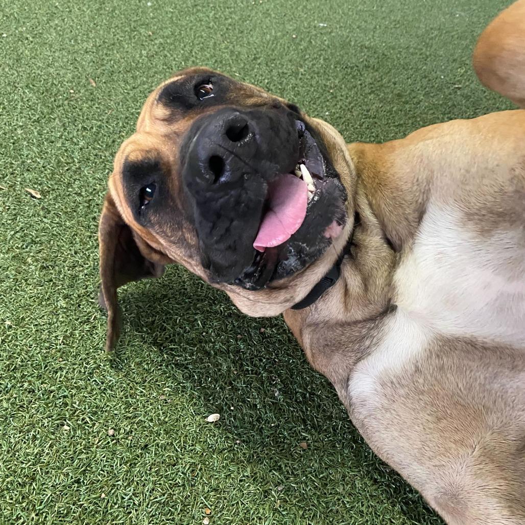 Wendy, a Adoptable mixed breed in Riverside, CA image 3/6