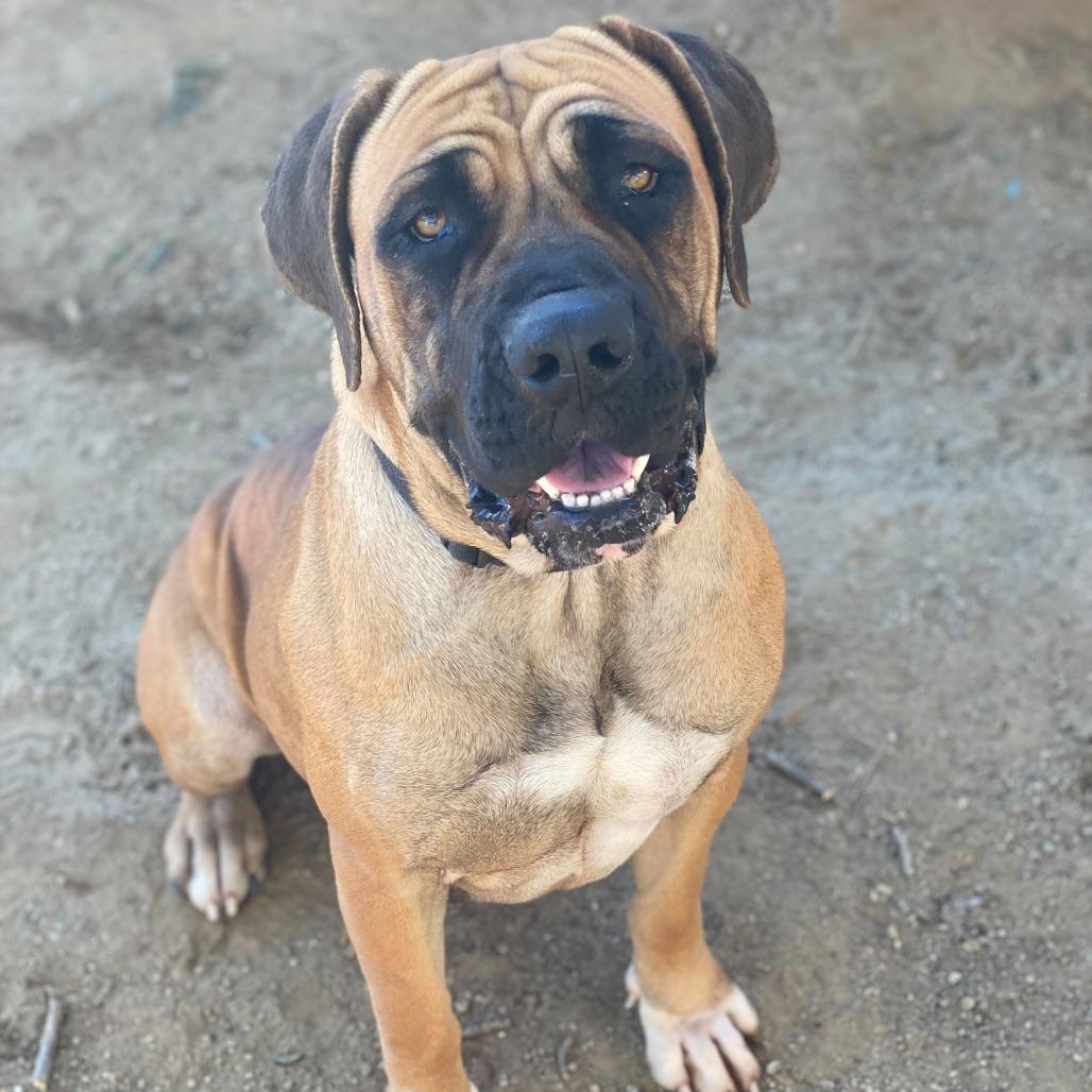 Wendy, a Adoptable mixed breed in Riverside, CA image 4/6