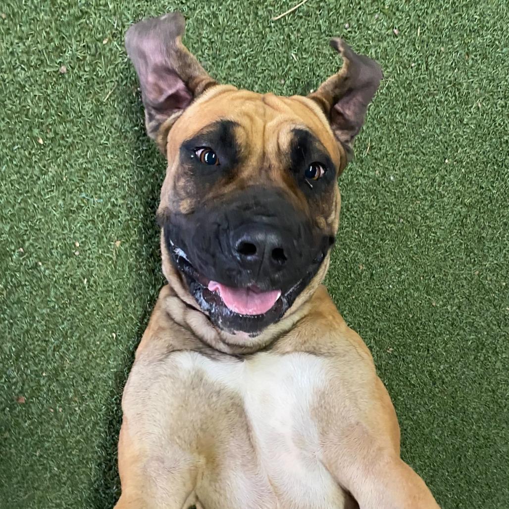 Wendy, a Adoptable mixed breed in Riverside, CA image 5/6