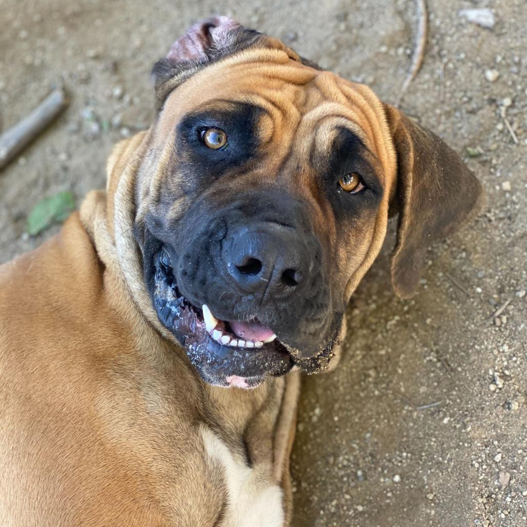 Wendy, a Adoptable mixed breed in Riverside, CA image 6/6
