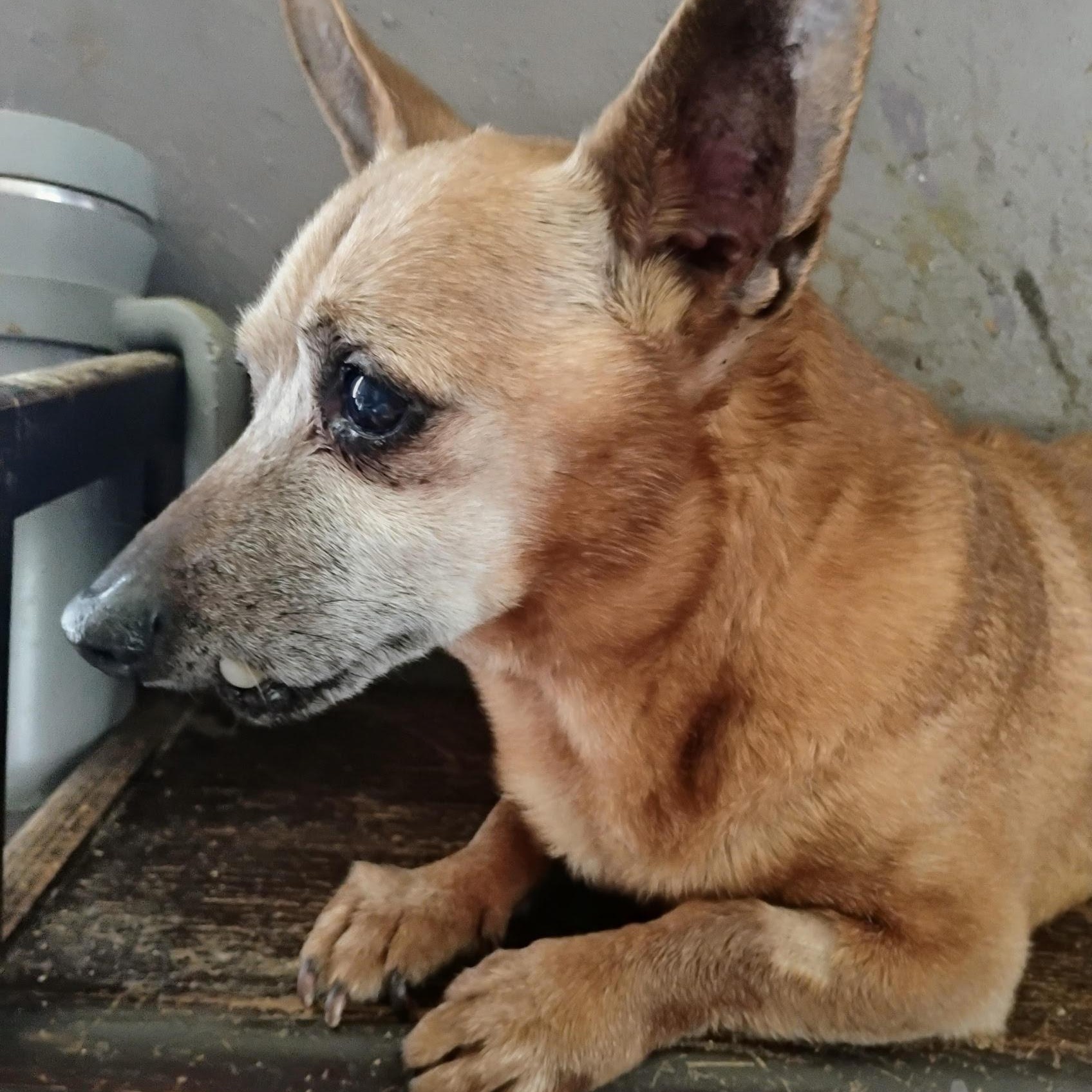 Lenny, adopted, Senior Male Dachshund & Chihuahua.