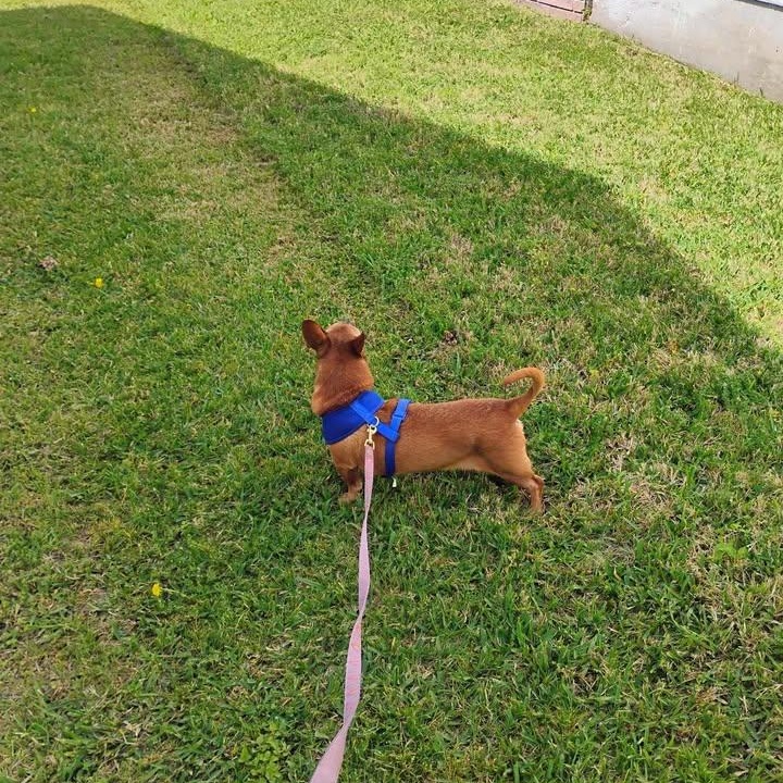 Lenny, an adopted mixed breed in Dallas, TX image 2/4