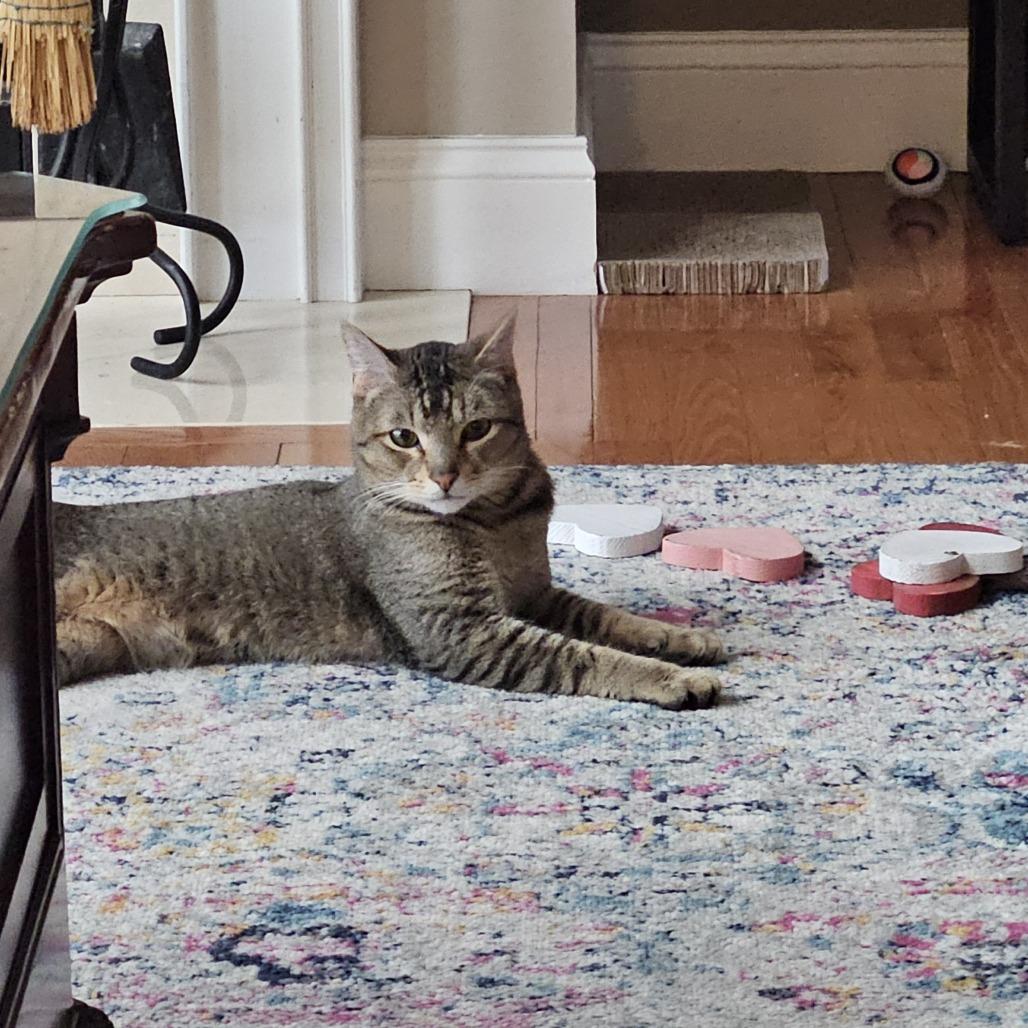 Enlarge Alvin, a Adoptable American Shorthair in Saint Charles, MO image 1/6