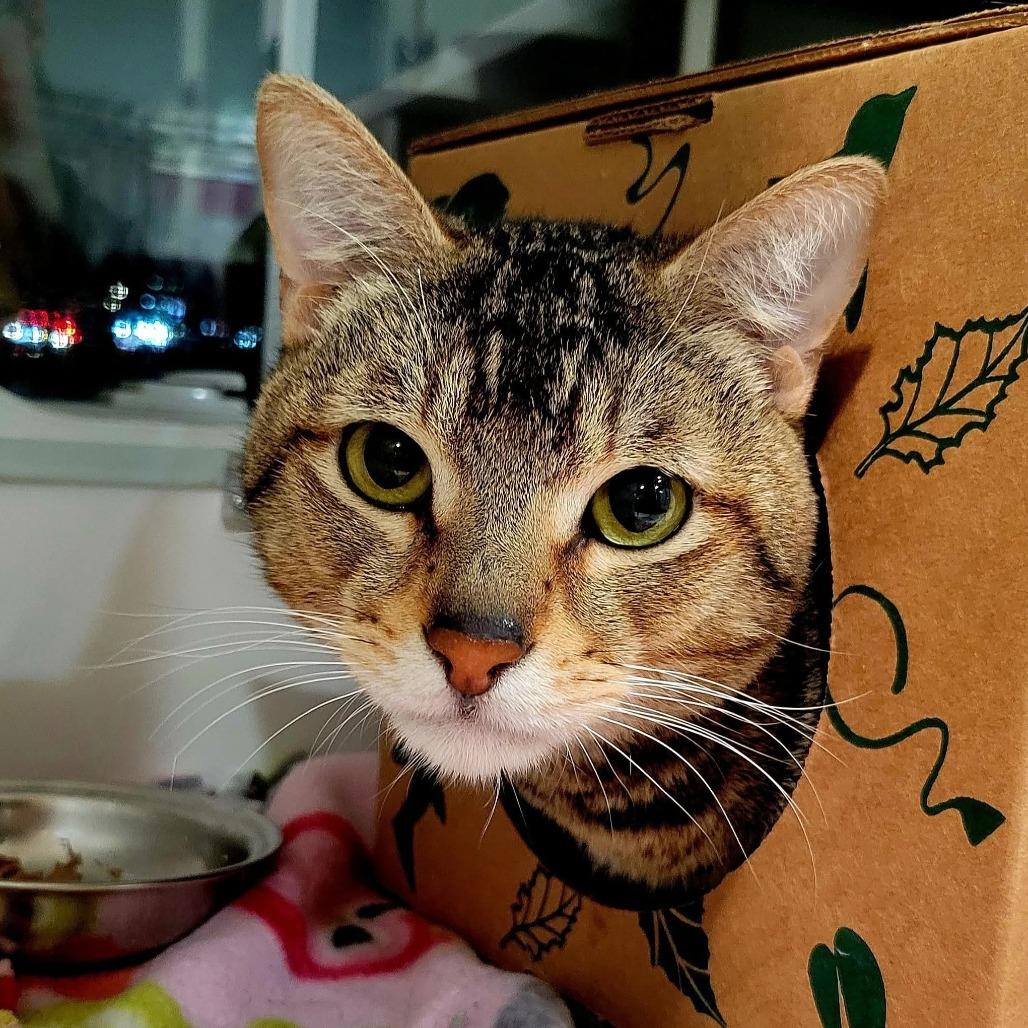 Alvin, a Adoptable American Shorthair in Saint Charles, MO image 1/4