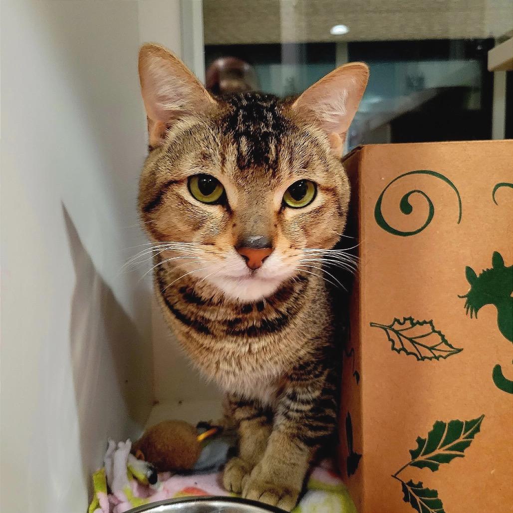 Alvin, a Adoptable American Shorthair in Saint Charles, MO image 2/4