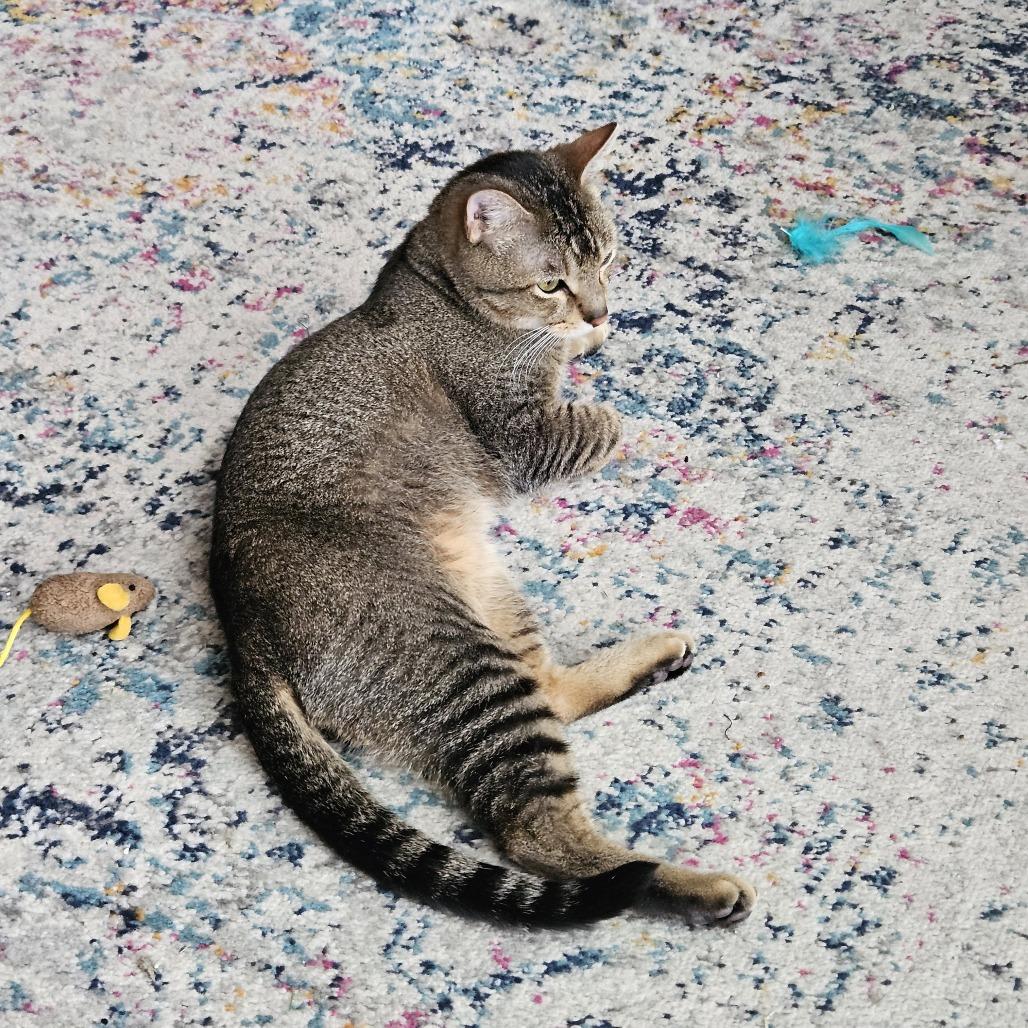 Enlarge Alvin, a Adoptable American Shorthair in Saint Charles, MO image 4/6