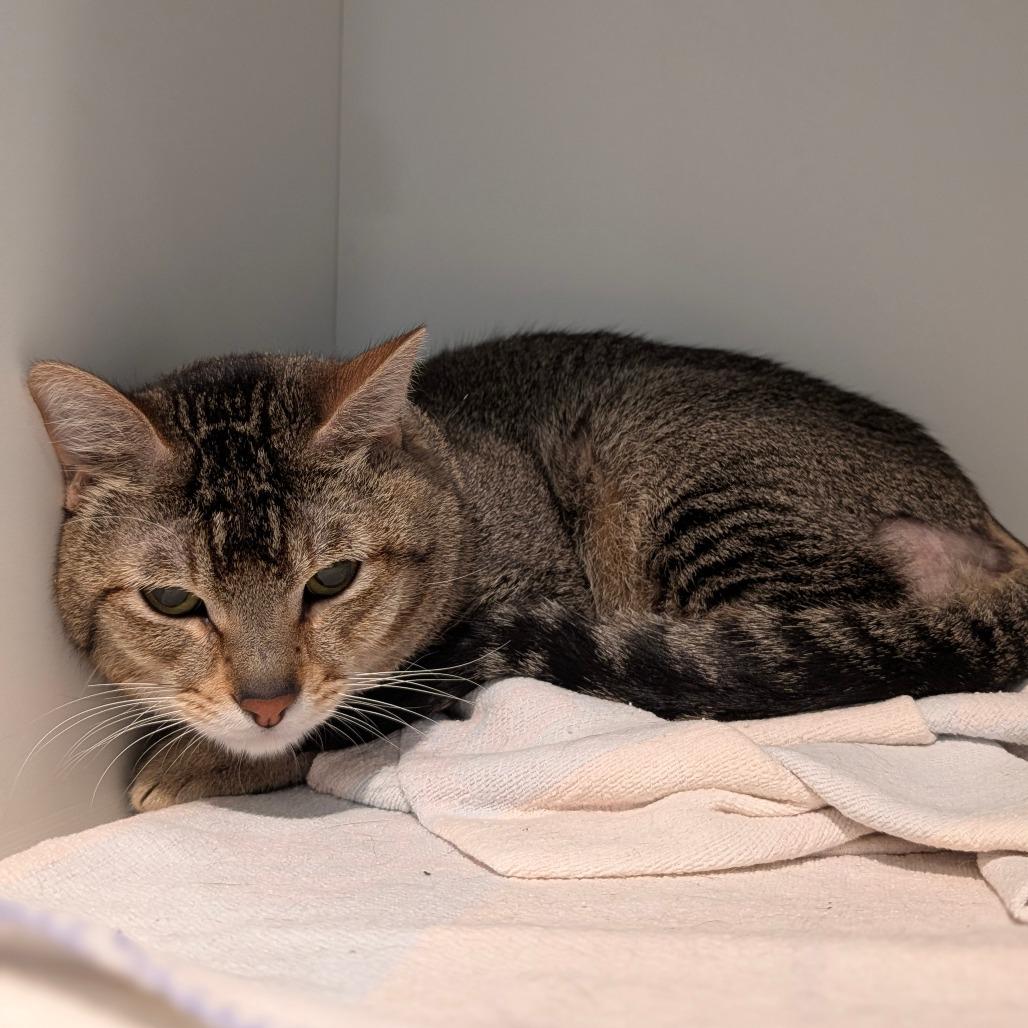 Alvin, a Adoptable American Shorthair in Saint Charles, MO image 3/4