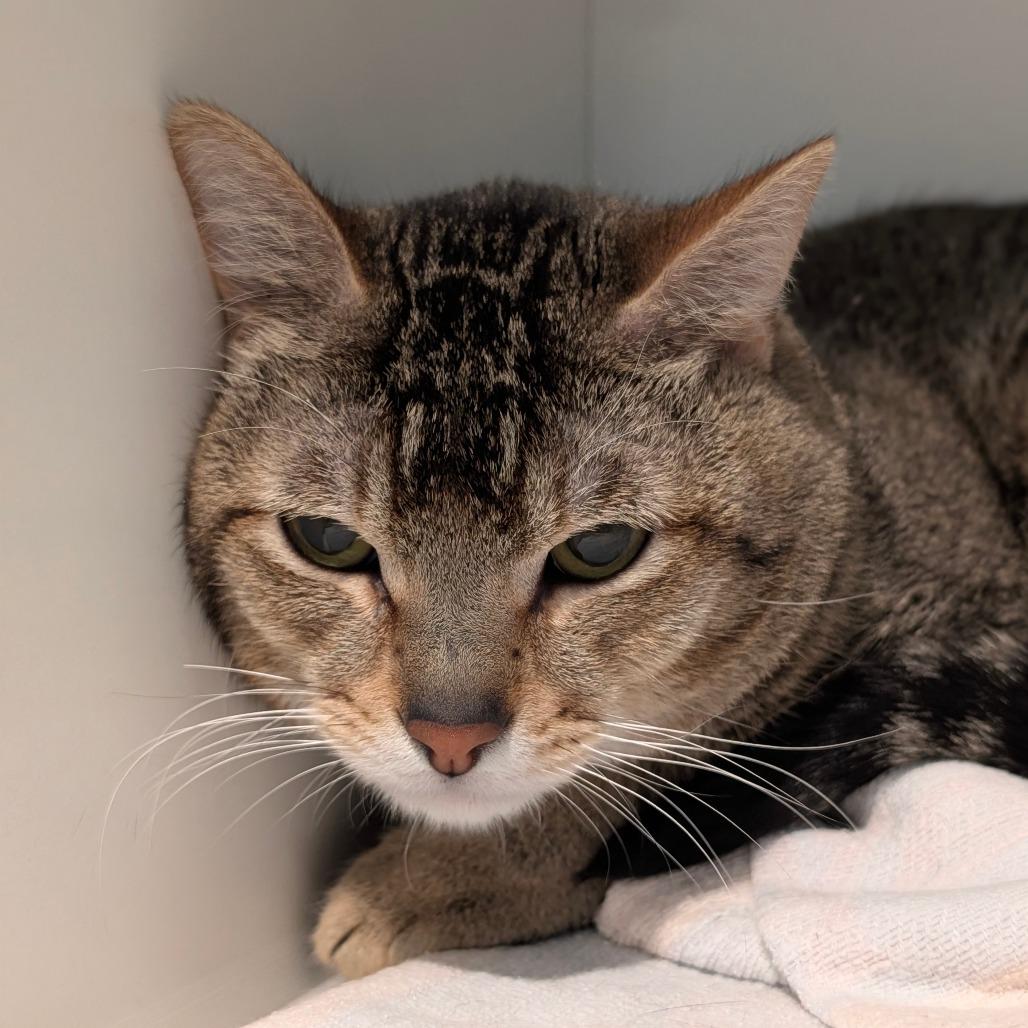 Alvin, a Adoptable American Shorthair in Saint Charles, MO image 4/4