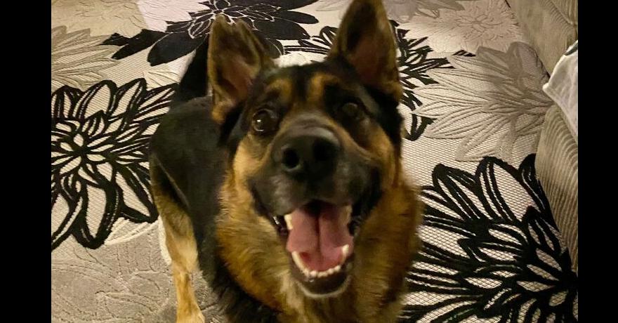 Casper, a Adopted German Shepherd Dog in Naperville, IL image 2/6