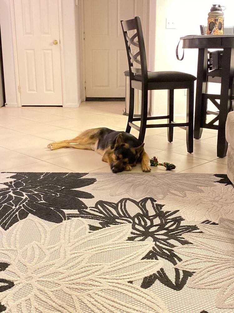 Casper, a Adopted German Shepherd Dog in Naperville, IL image 3/6