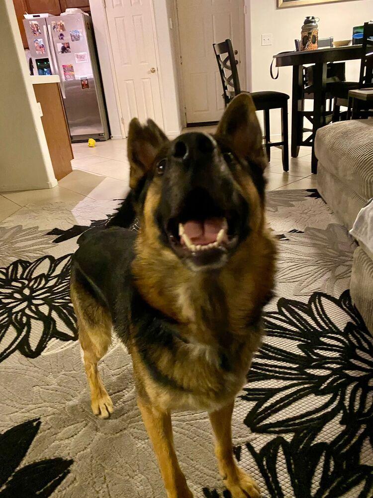 Casper, a Adopted German Shepherd Dog in Naperville, IL image 4/6