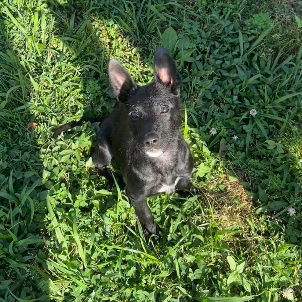Bernadette, a Adoptable mixed breed in Southside, TN image 1/2