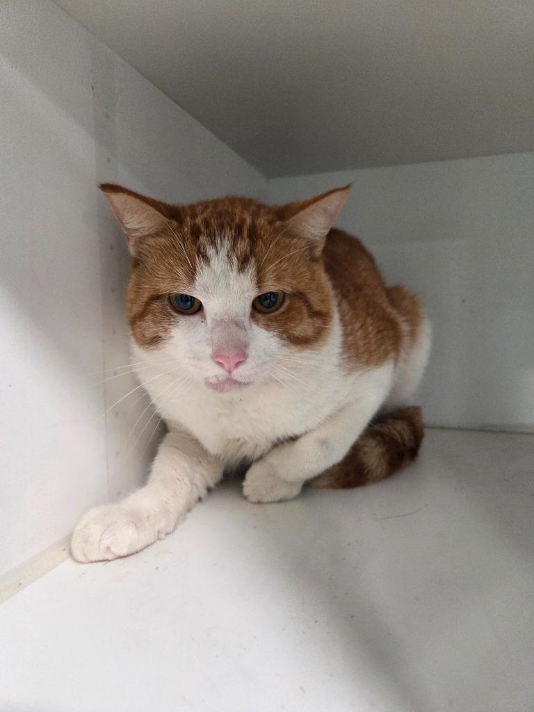 Tonka, Adoptable, Young Male Domestic Short Hair.