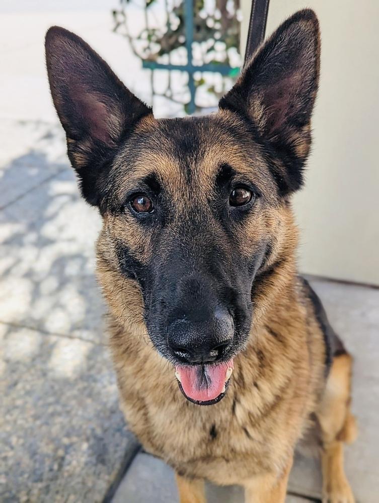 Pluto, Adoptable, Adult Male German Shepherd Dog.