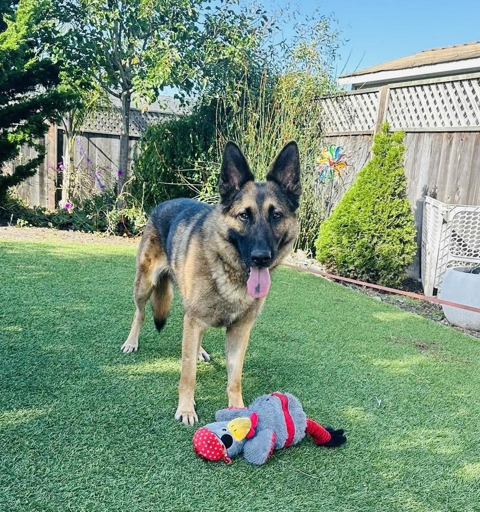 Pluto, a Adoptable German Shepherd Dog in Pleasant Hill, CA image 3/6