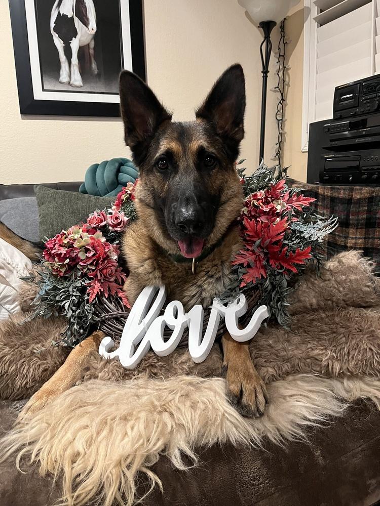 Enlarge Pluto, a Adoptable German Shepherd Dog in Pleasant Hill, CA image 3/6