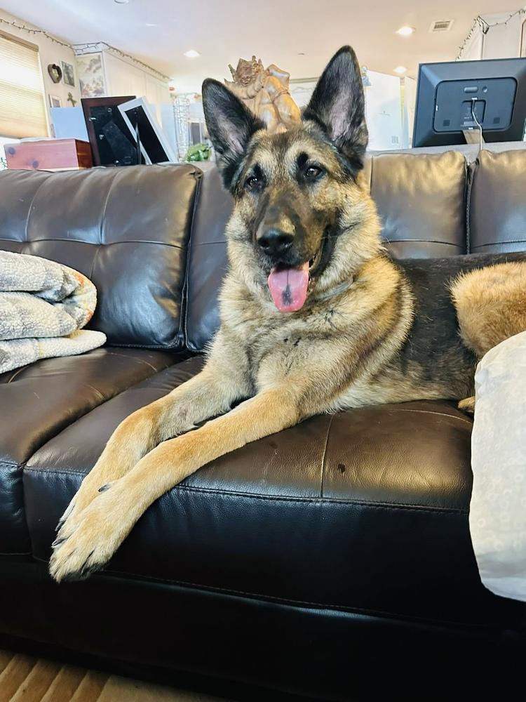 Pluto, a Adoptable German Shepherd Dog in Pleasant Hill, CA image 4/6