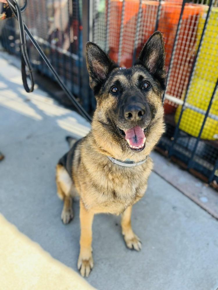 Pluto, a Adoptable German Shepherd Dog in Pleasant Hill, CA image 6/6