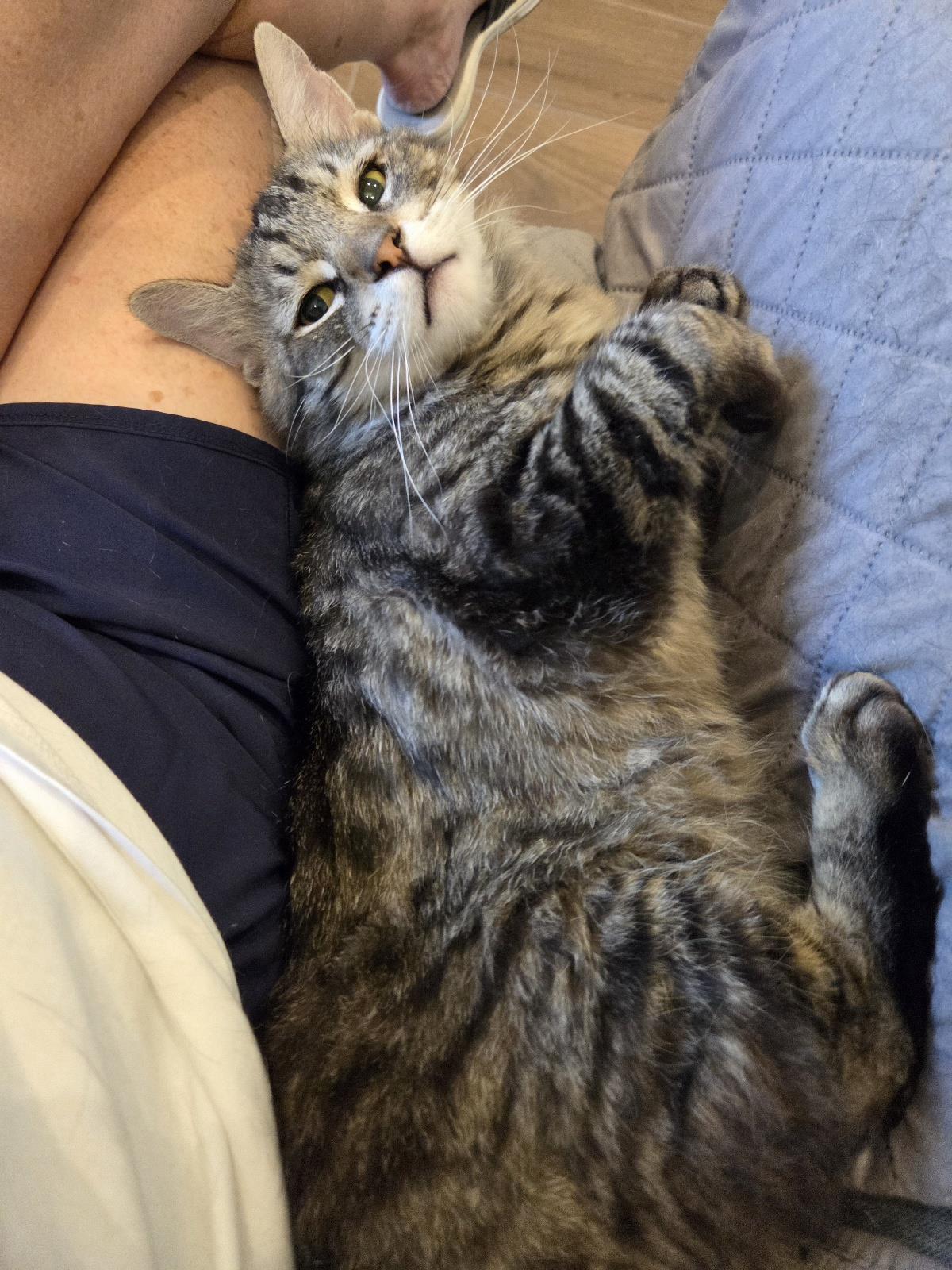 Skater Boi, Adoptable, Adult Male Domestic Medium Hair & Tabby.