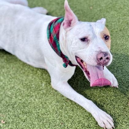 Ace, Adoptable, Adult Male Mixed Breed & Mixed Breed.