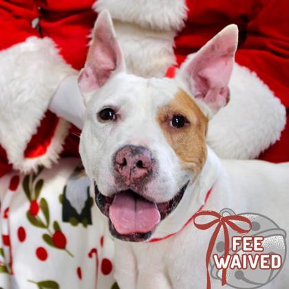 Ace, Adoptable, Adult Male Mixed Breed & Mixed Breed.