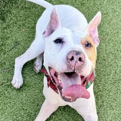 Enlarge Ace, a Adoptable mixed breed in Largo, FL image 2/2