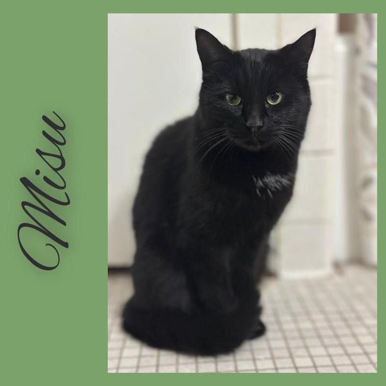 Misu, Adoptable, Young Female Domestic Short Hair.