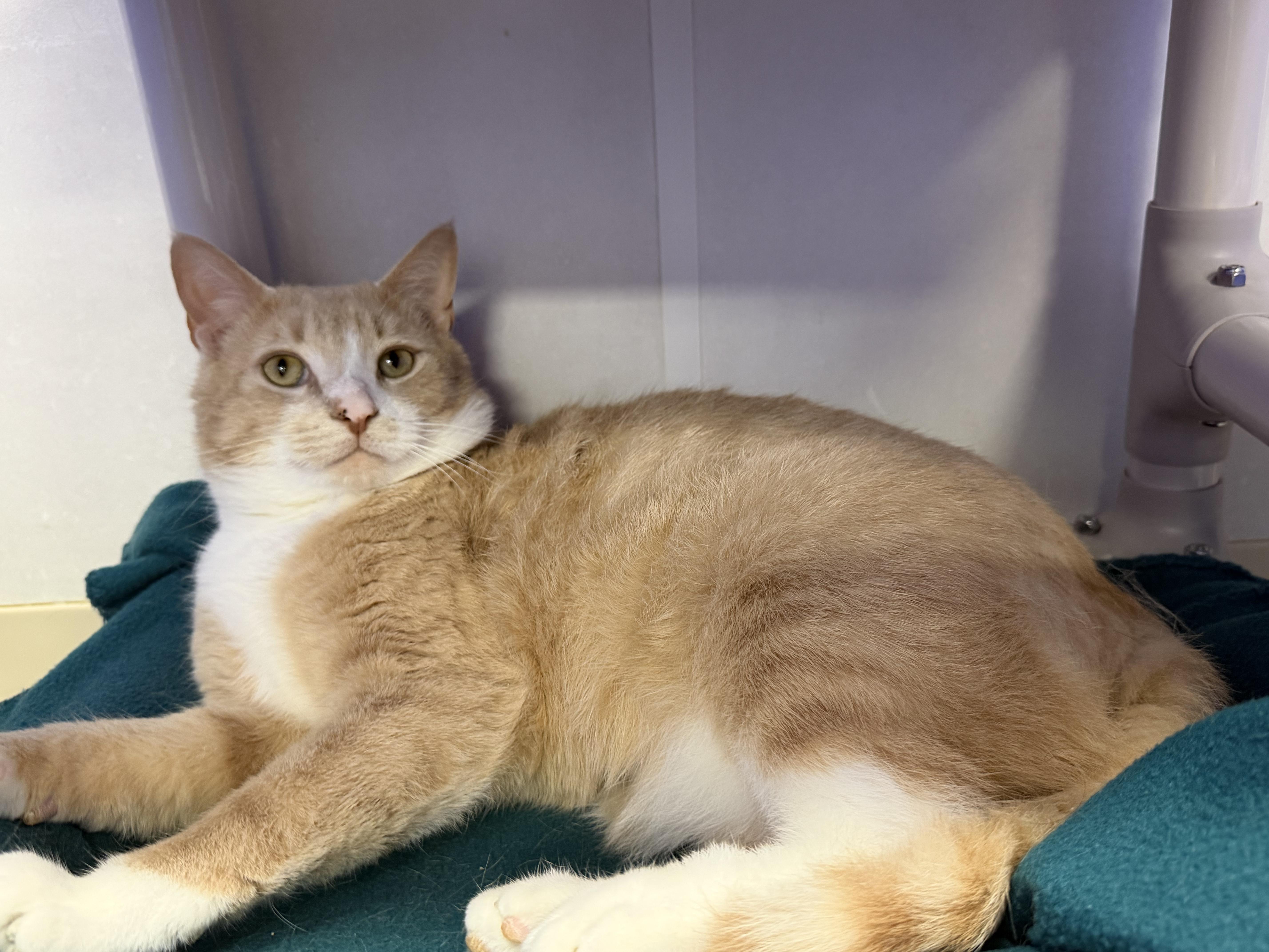 Enlarge Tuff, a ADOPTABLE mixed breed in Dunkirk, NY image 3/3