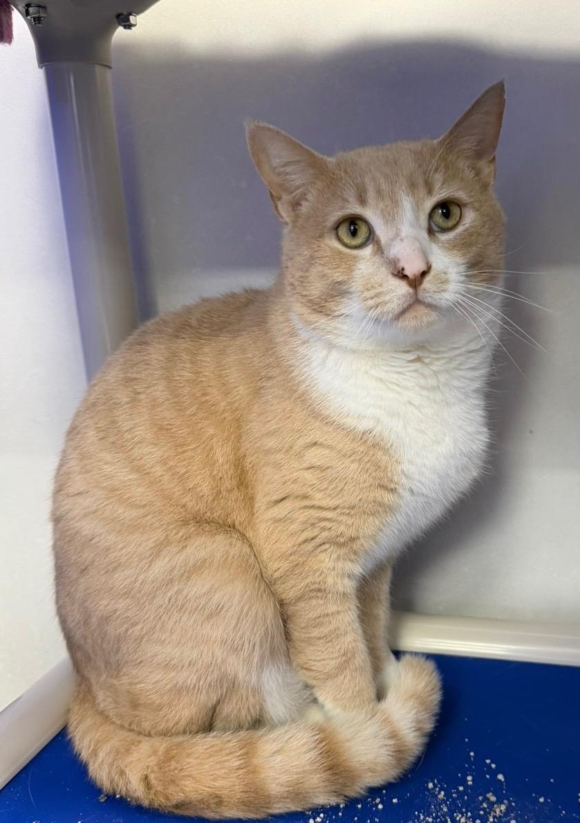 Tuff, ADOPTABLE, Adult Male Domestic Short Hair.