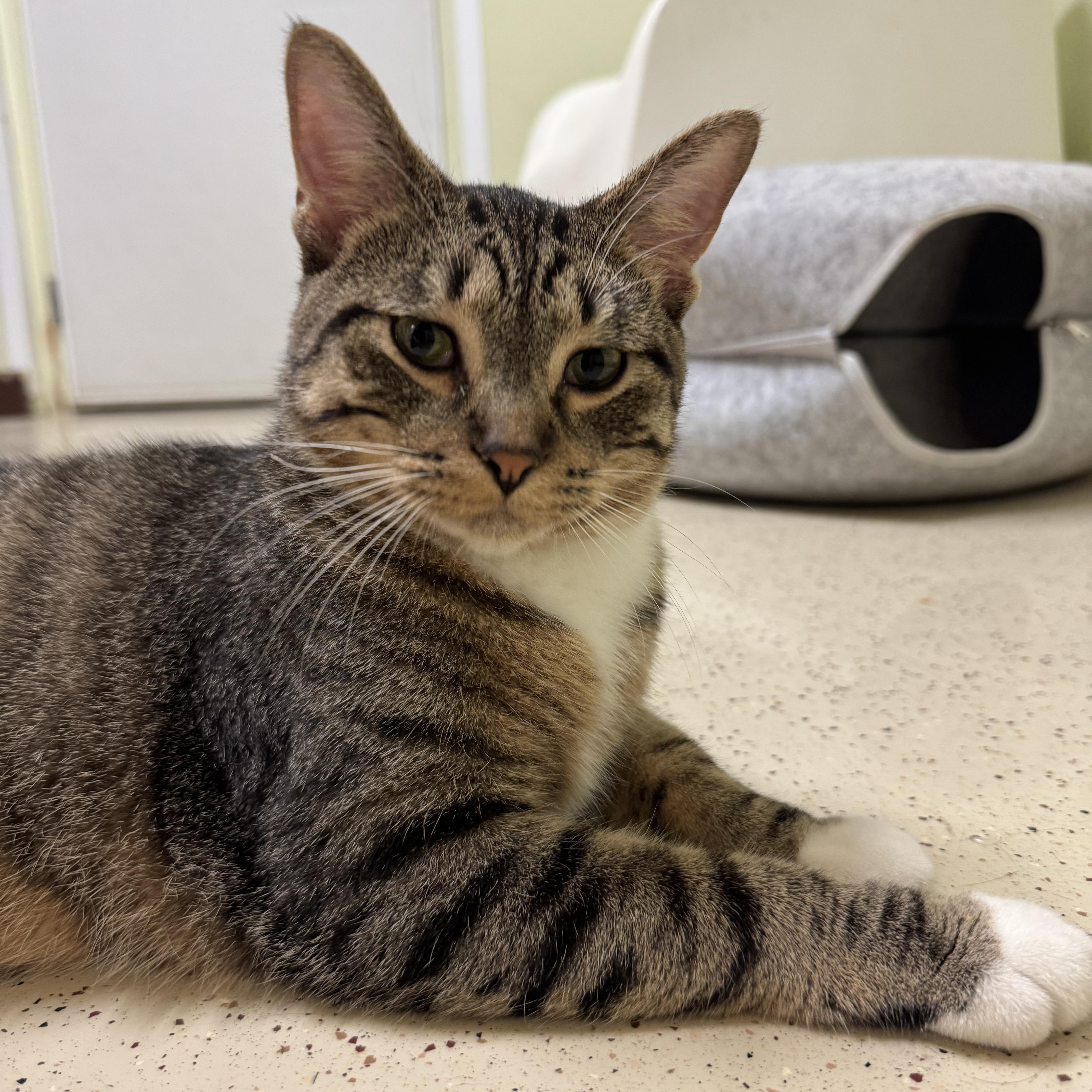 Enlarge Spot, a Adoptable Domestic Short Hair in Amery, WI image 1/2
