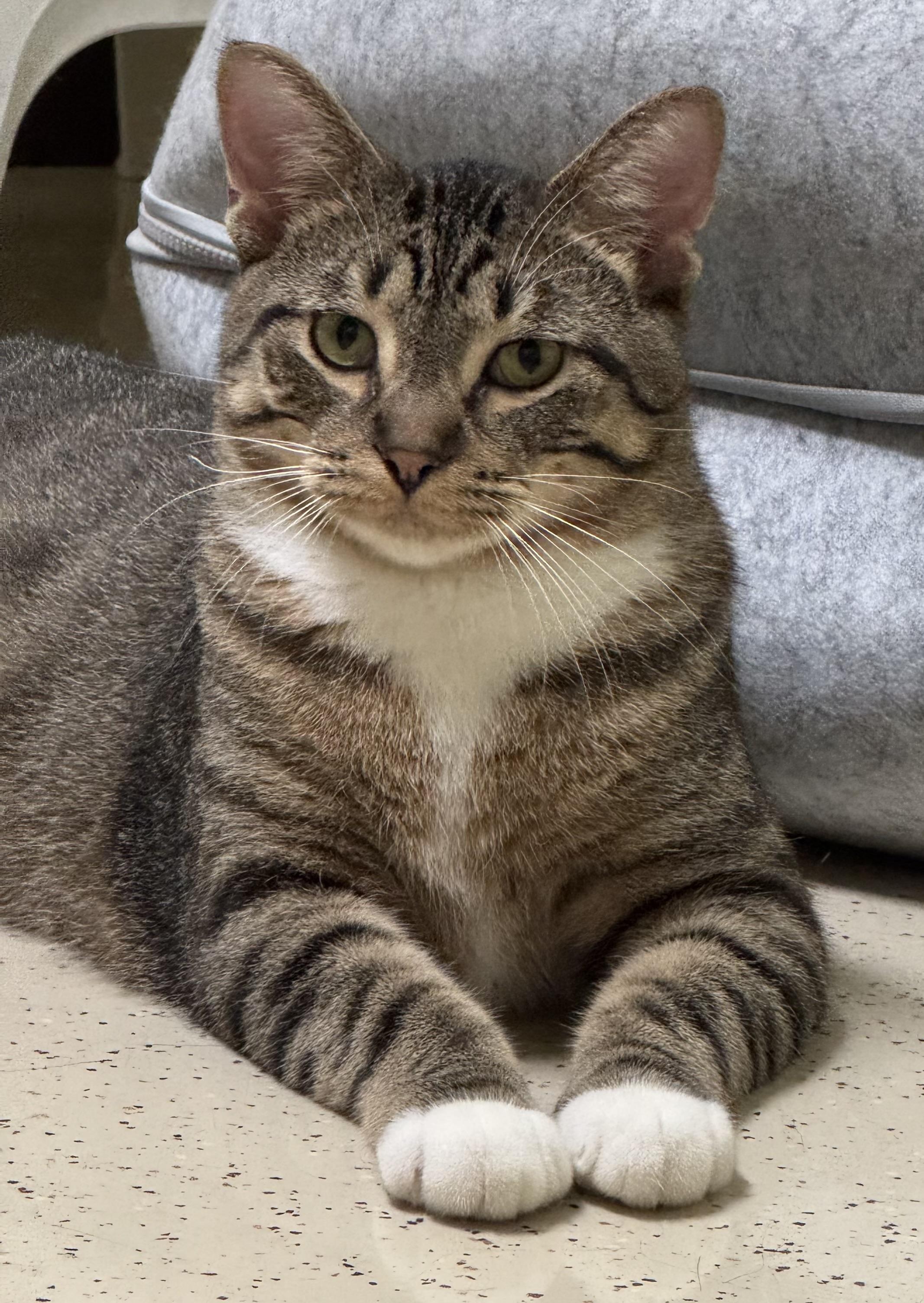 Enlarge Spot, a Adoptable Domestic Short Hair in Amery, WI image 2/2