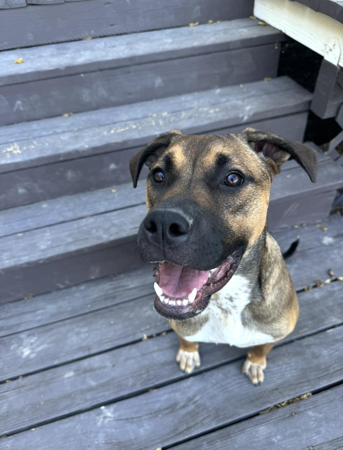 Enlarge Moxie, a Adoptable mixed breed in Calabasas, CA image 2/4