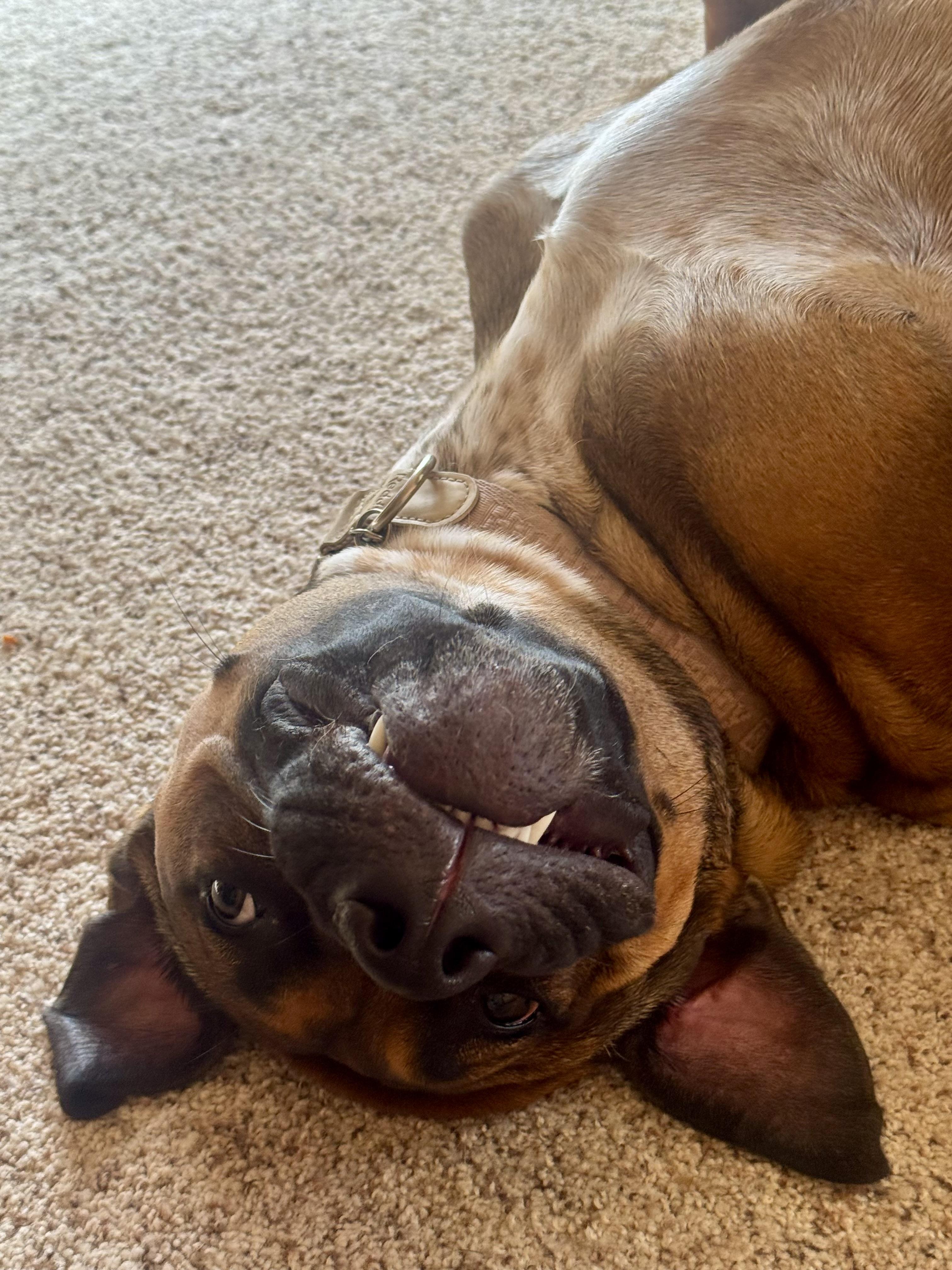 Enlarge Moxie, a Adoptable mixed breed in Calabasas, CA image 3/4