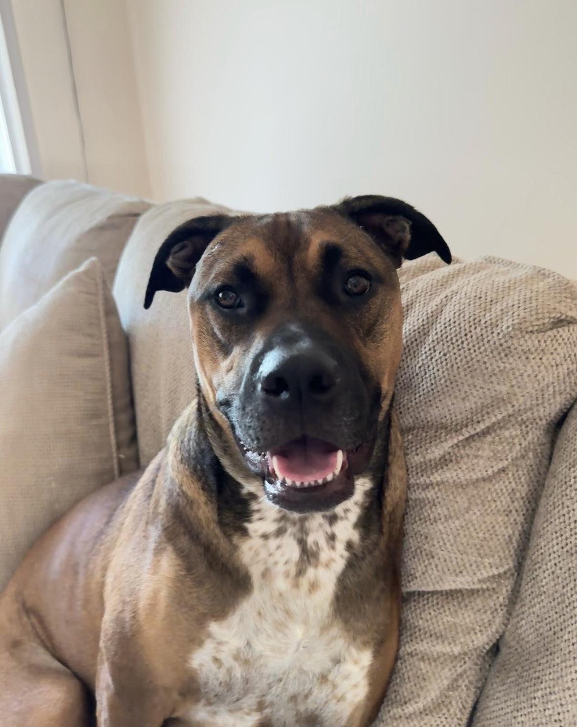 Moxie