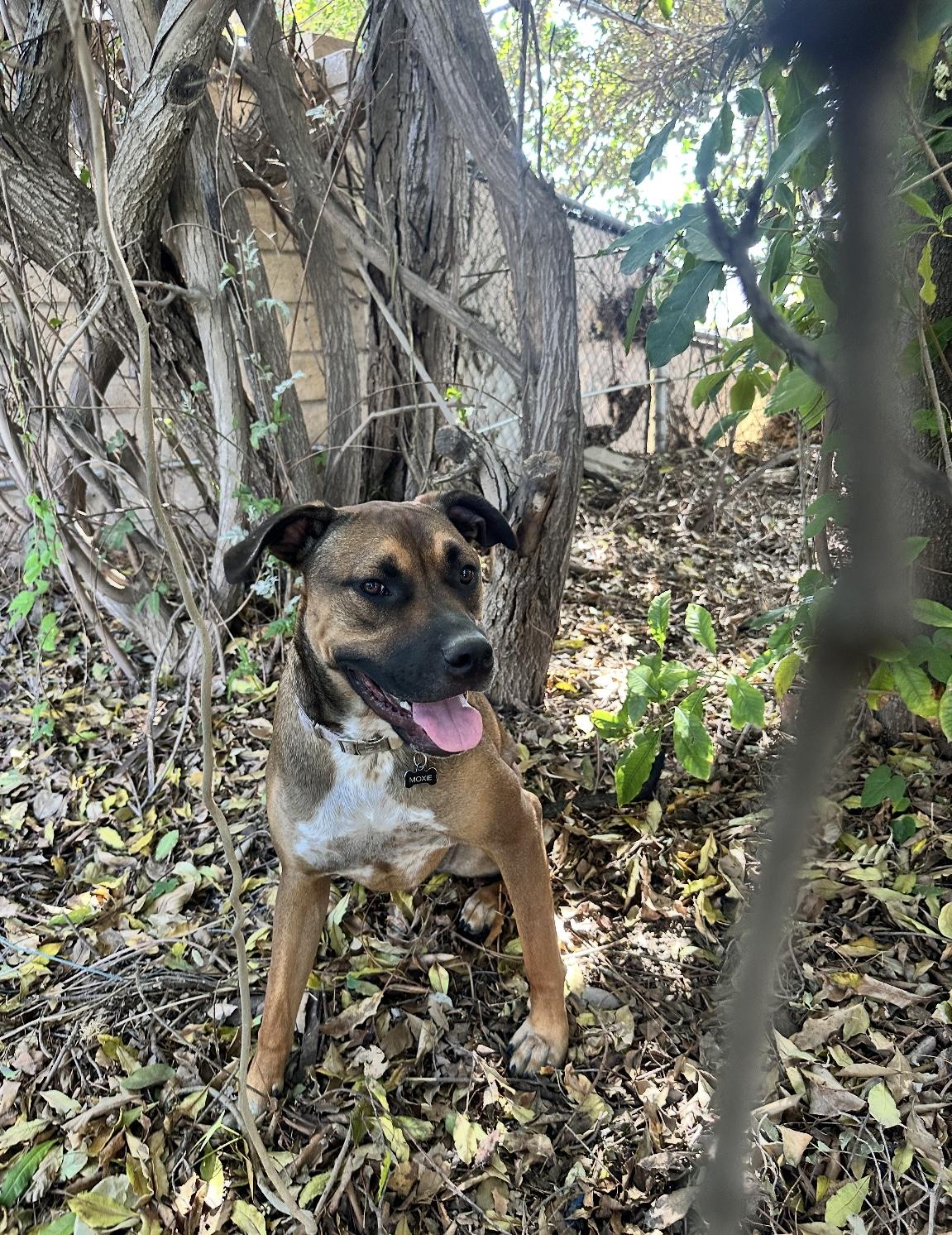 Enlarge Moxie, a Adoptable mixed breed in Calabasas, CA image 4/4