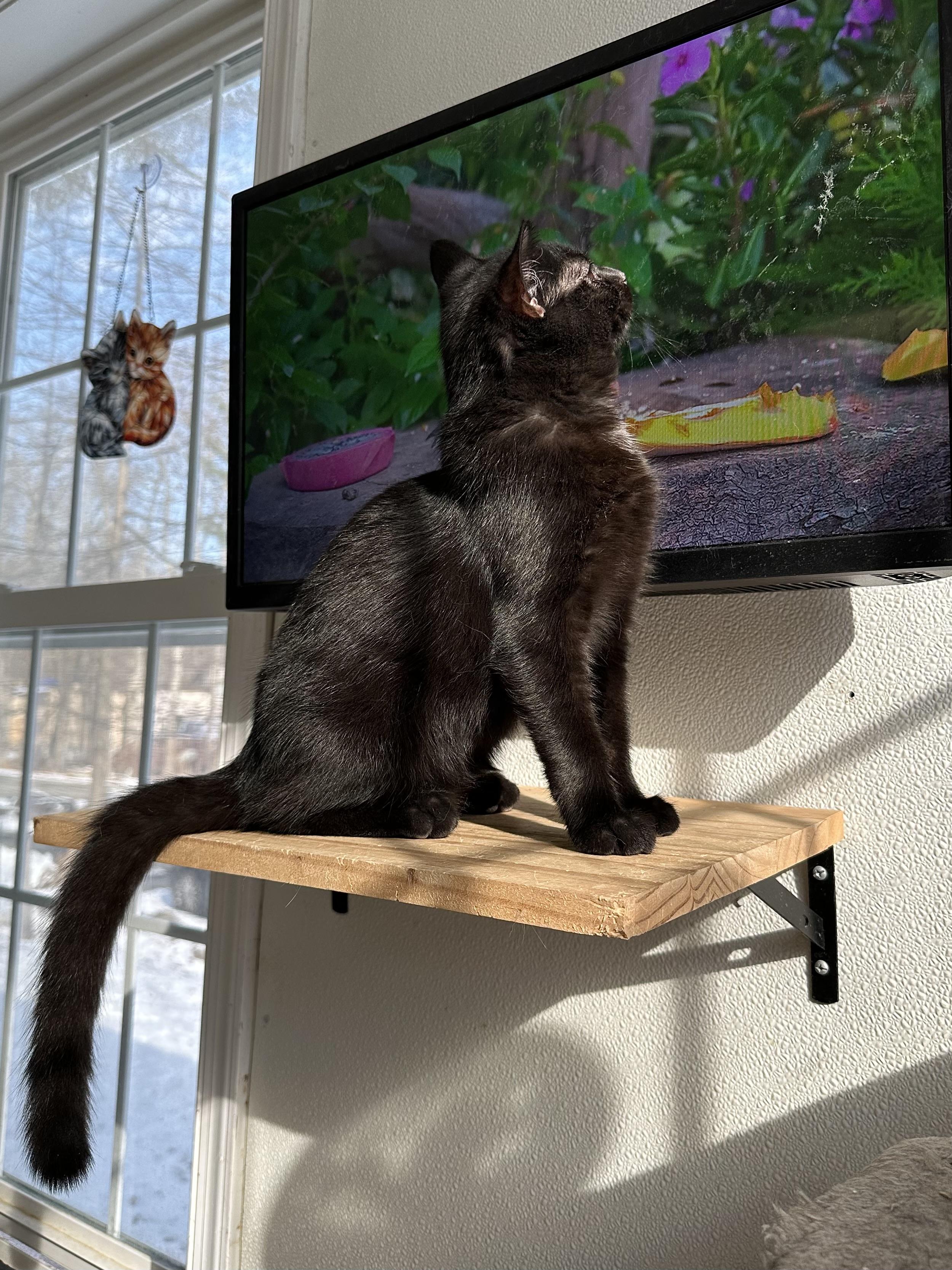 Enlarge Uncle Fester, a Adoptable Domestic Short Hair in East Stroudsburg, PA image 4/6