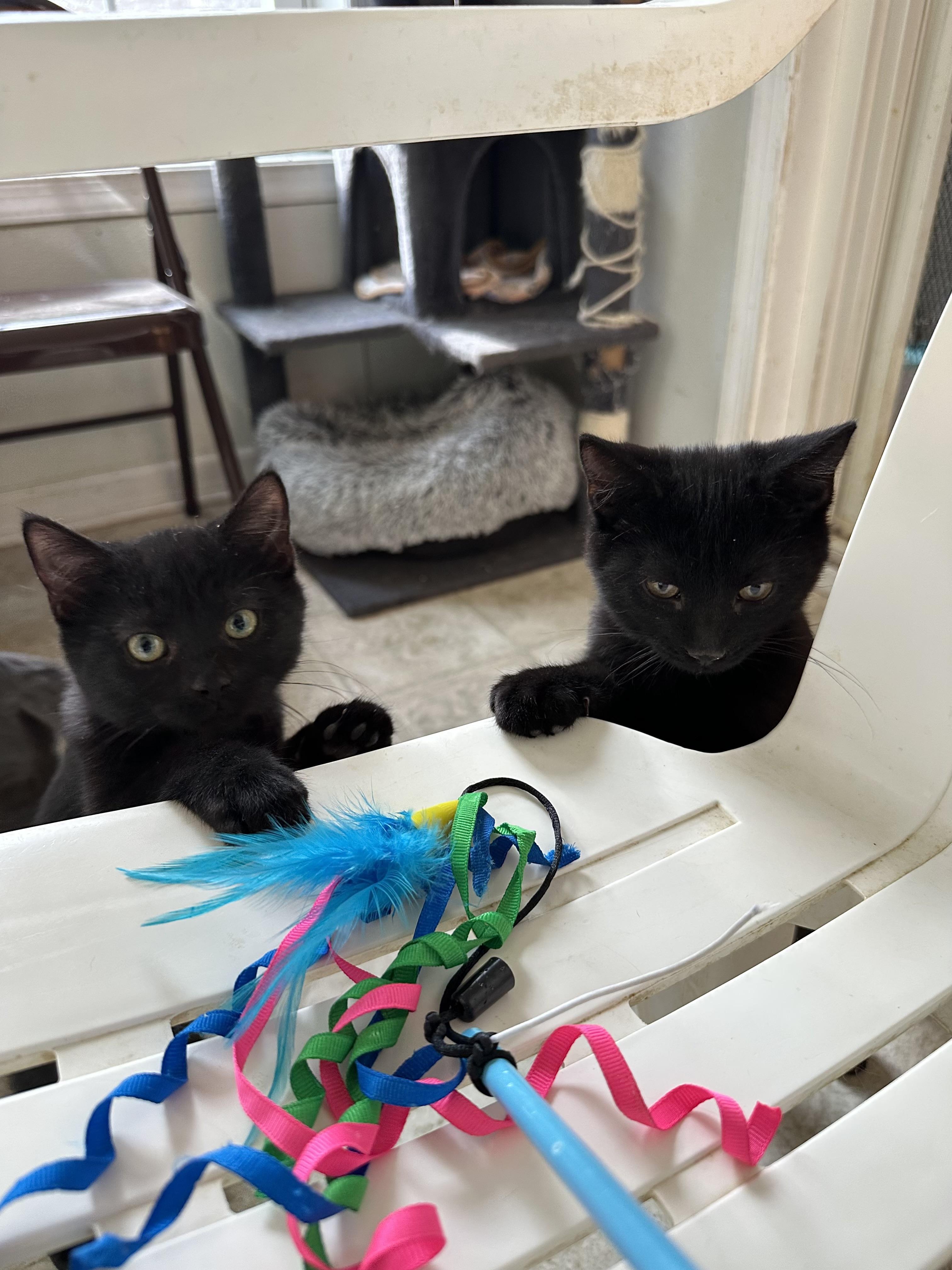 Enlarge Uncle Fester, a Adoptable Domestic Short Hair in East Stroudsburg, PA image 3/5