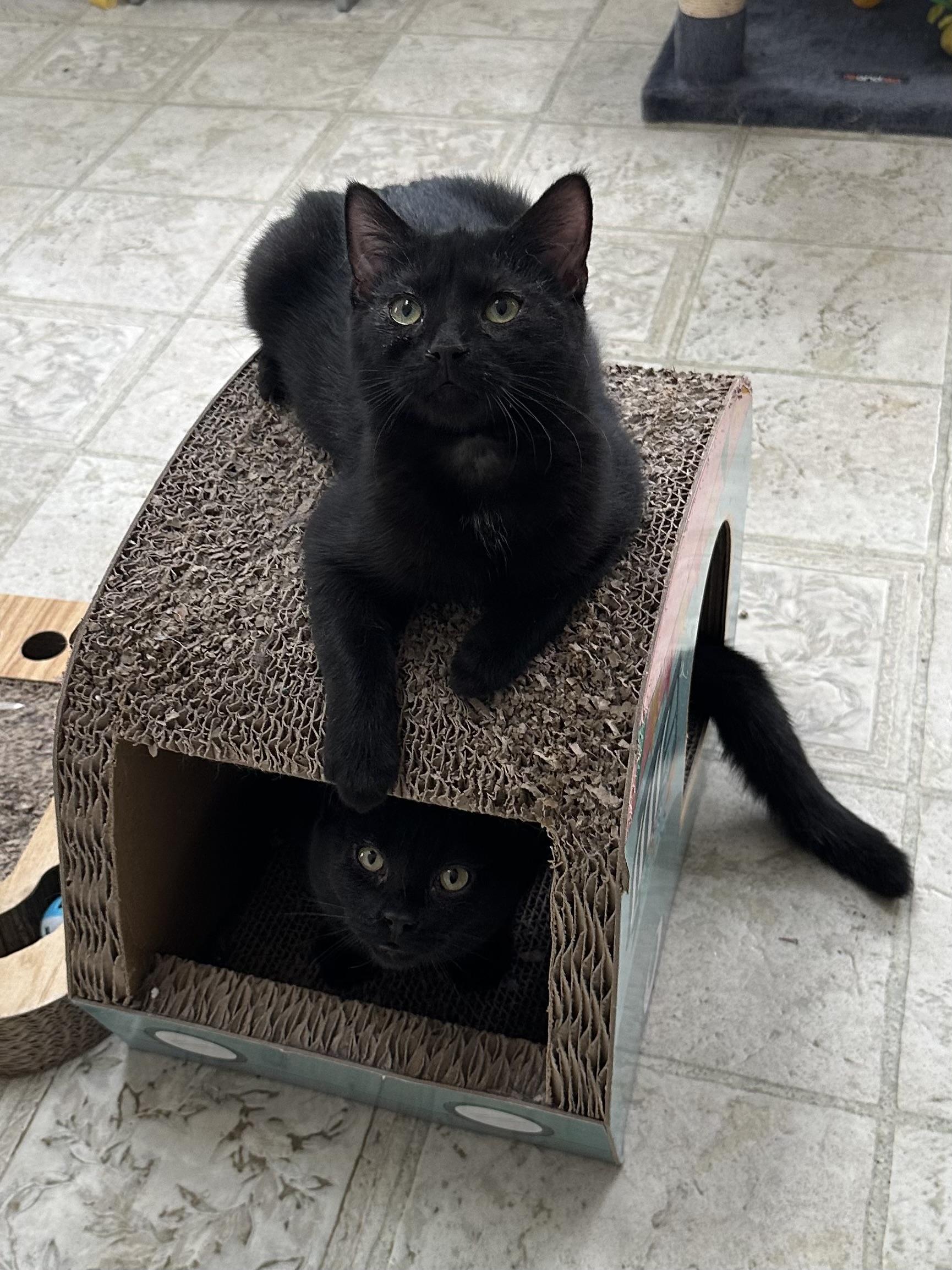 Enlarge Uncle Fester, a Adoptable Domestic Short Hair in East Stroudsburg, PA image 1/6