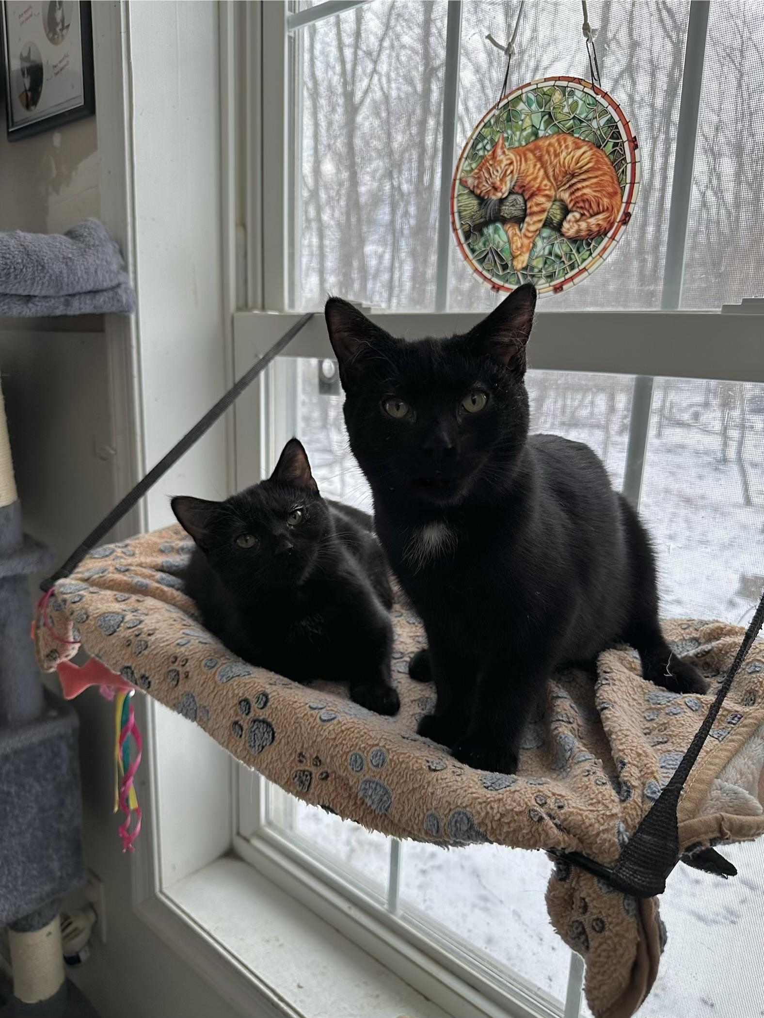 Enlarge Uncle Fester, a Adoptable Domestic Short Hair in East Stroudsburg, PA image 5/6