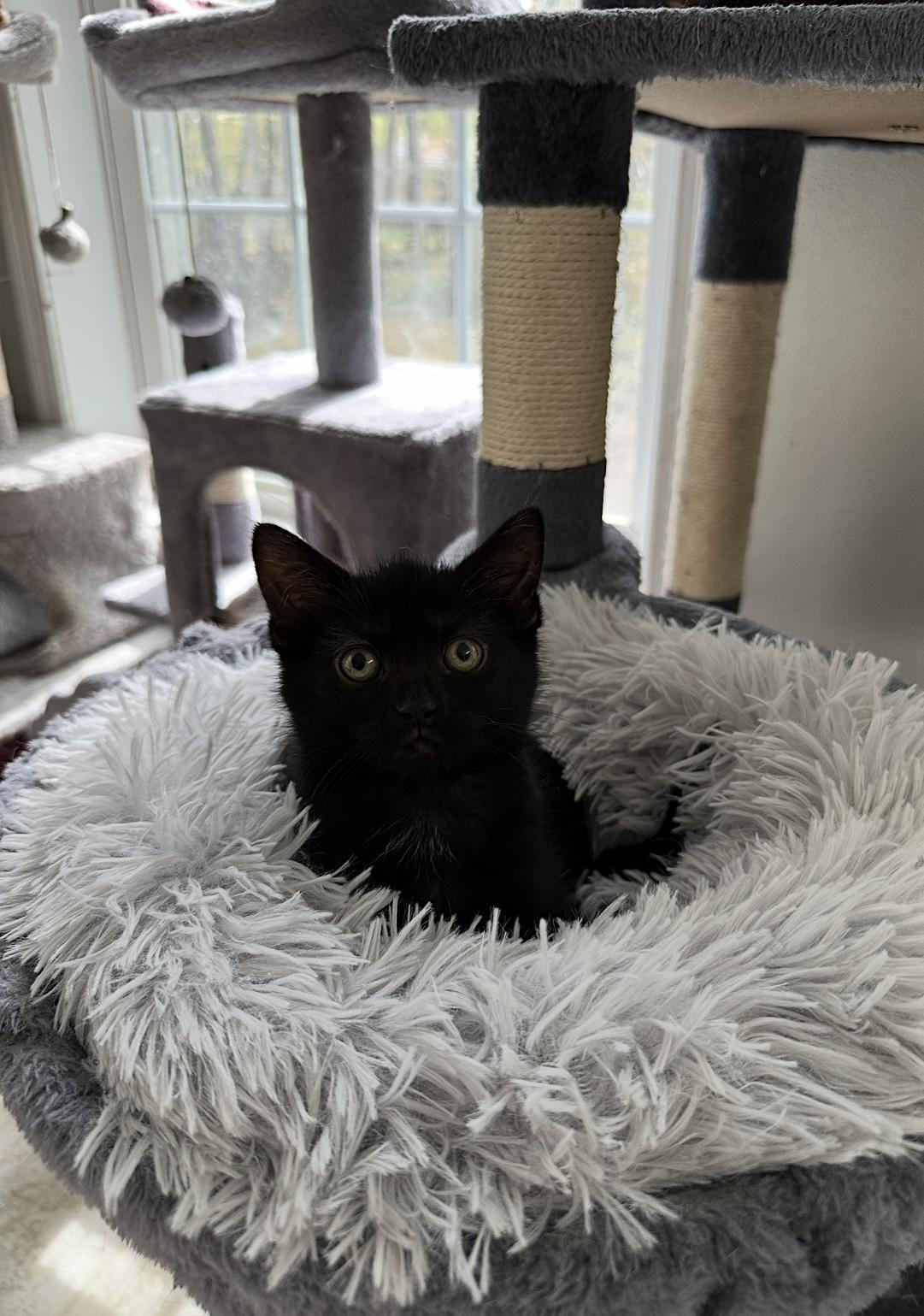 Enlarge Uncle Fester, a Adoptable Domestic Short Hair in East Stroudsburg, PA image 4/5