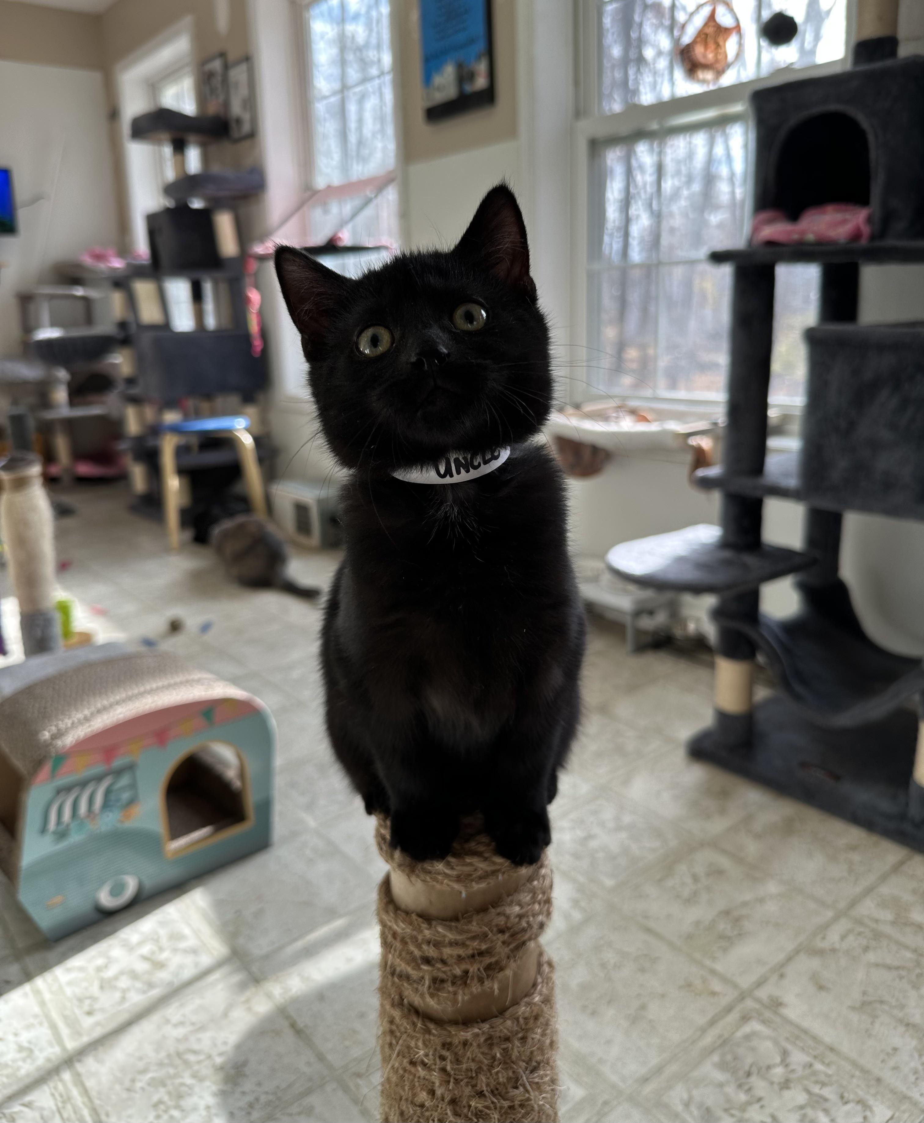 Uncle Fester, Adoptable, Kitten Male Domestic Short Hair.