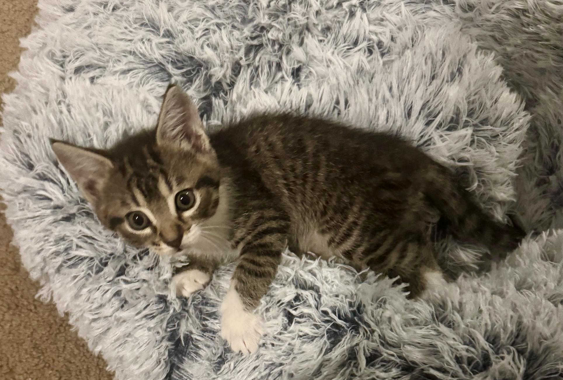 Freddie, Adopted, Kitten Male Maine Coon & Tabby.