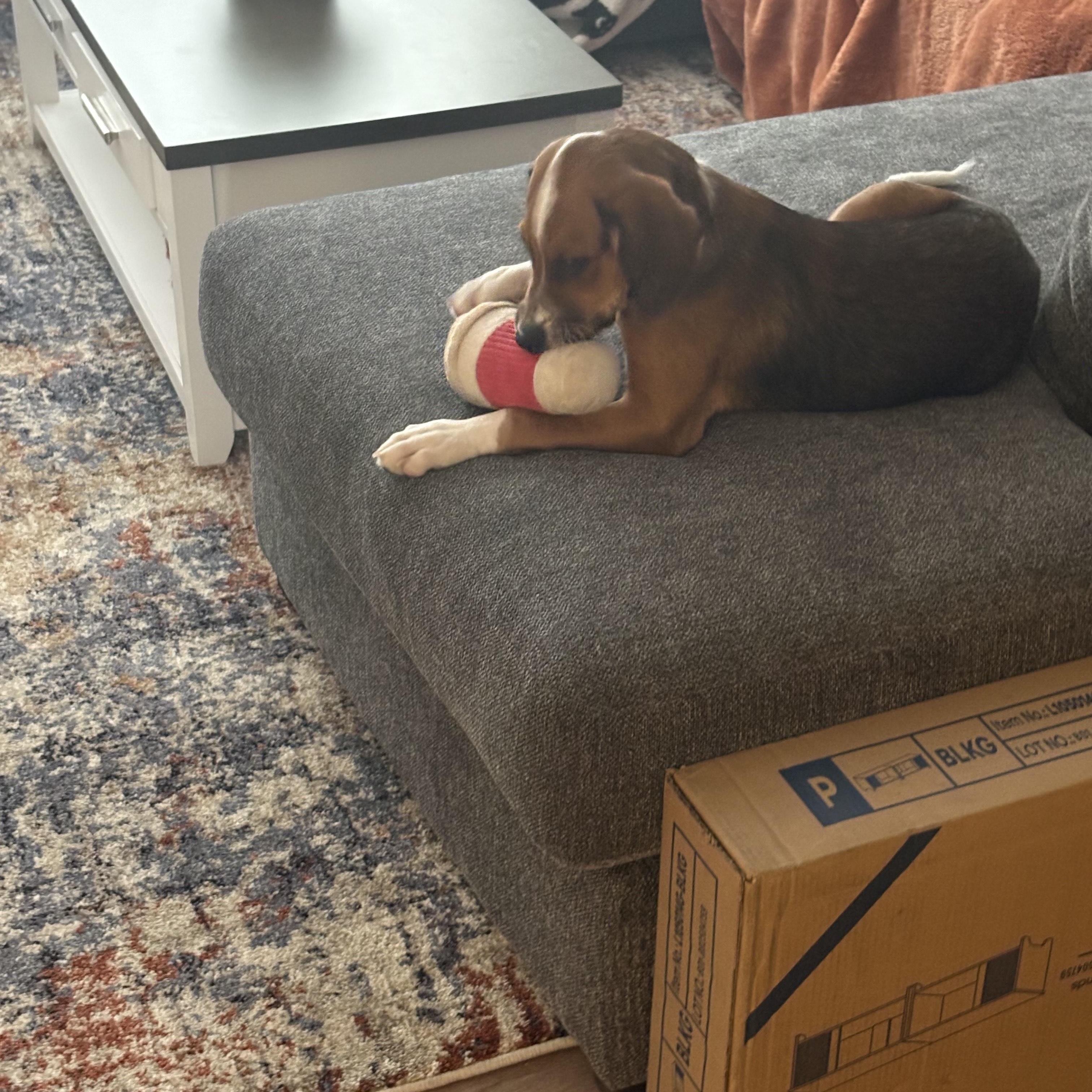 Lucky Love, adopted, Young Male Beagle.