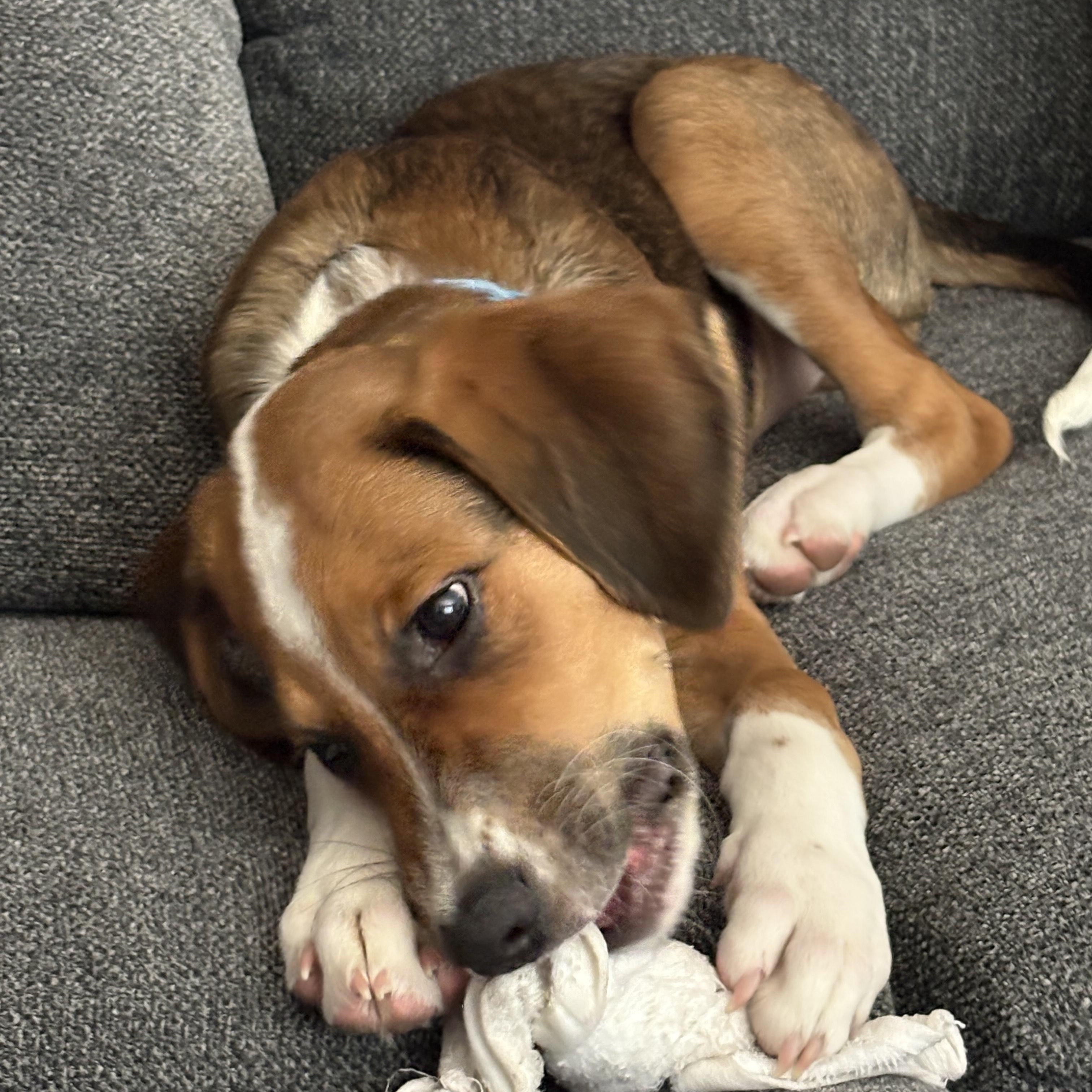 Lucky Love, an adopted mixed breed in Phoenix, AZ image 3/4