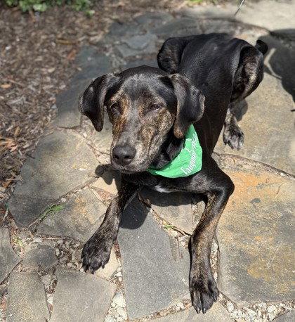 Brick, Adoptable, Young Male Labrador Retriever.