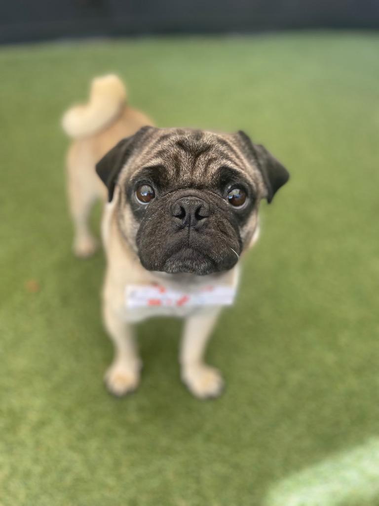 Enlarge Landon, a Adoptable Pug in Gardena, CA image 1/6