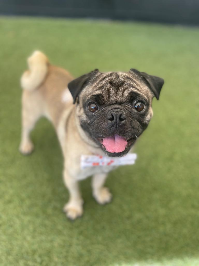 Enlarge Landon, a Adoptable Pug in Gardena, CA image 4/6