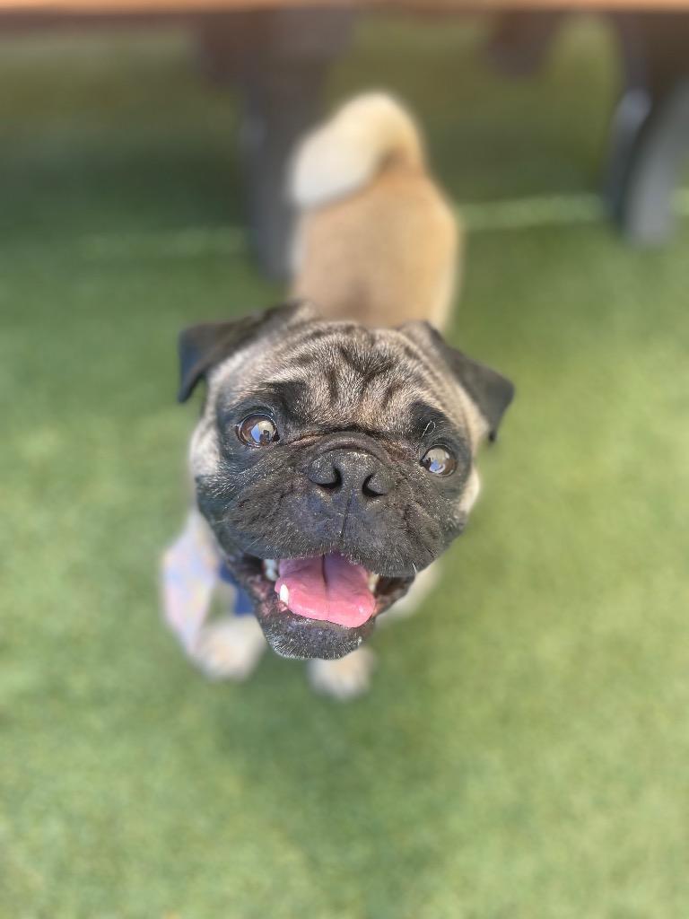 Enlarge Landon, a Adoptable Pug in Gardena, CA image 3/6