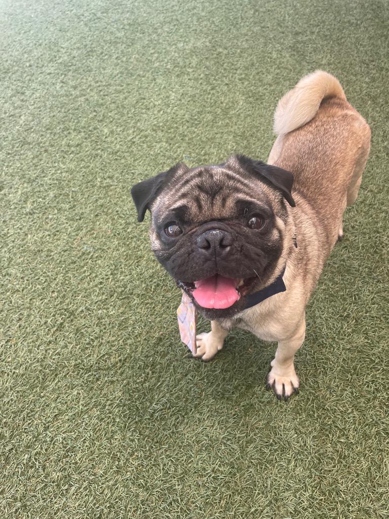 Enlarge Landon, a Adoptable Pug in Gardena, CA image 4/6