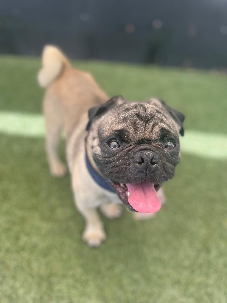 Enlarge Landon, a Adoptable Pug in Gardena, CA image 5/6